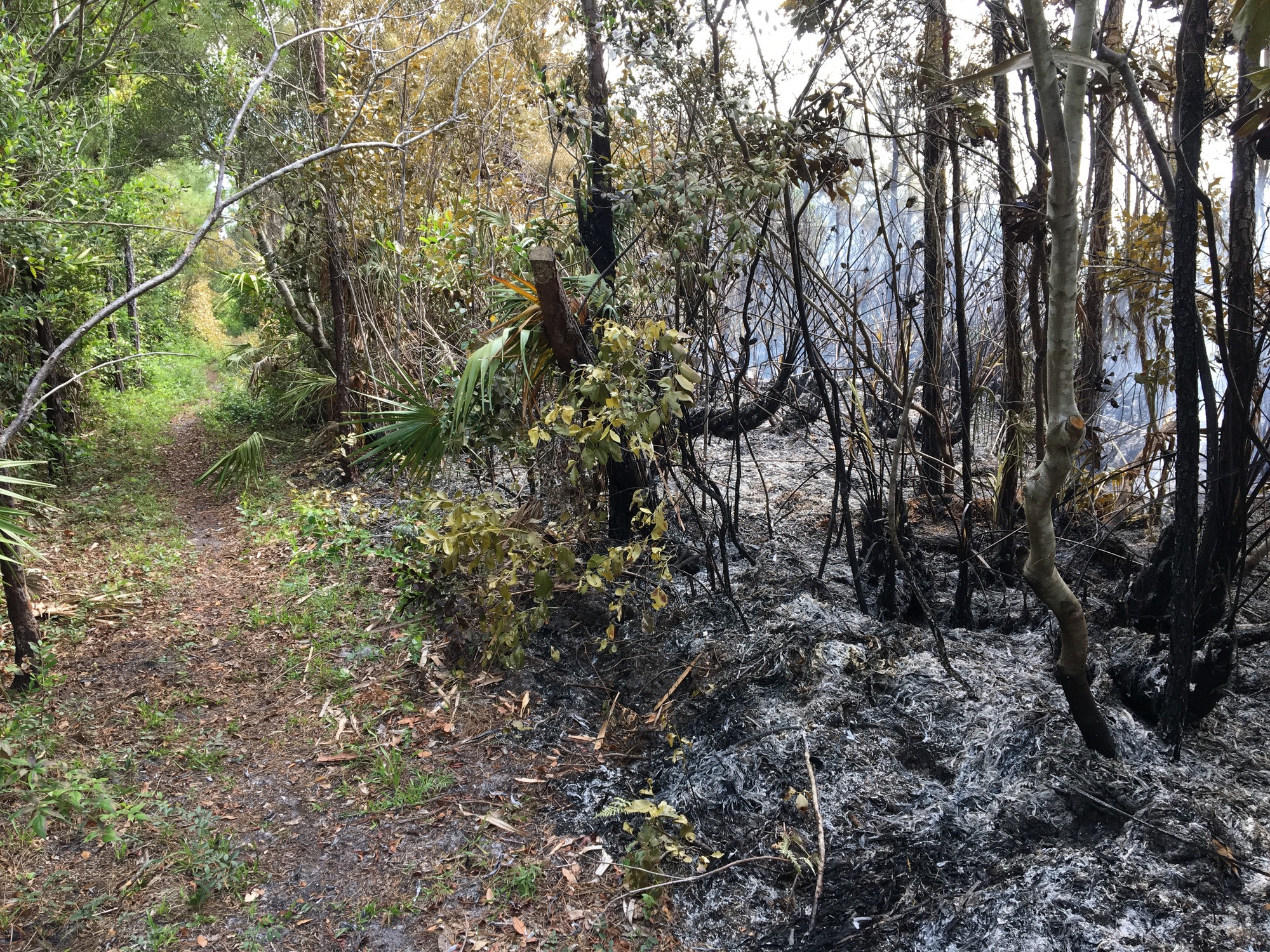 trail with green vegetation to the left and blackened vegetation to the right showing the extent of the fire's spread