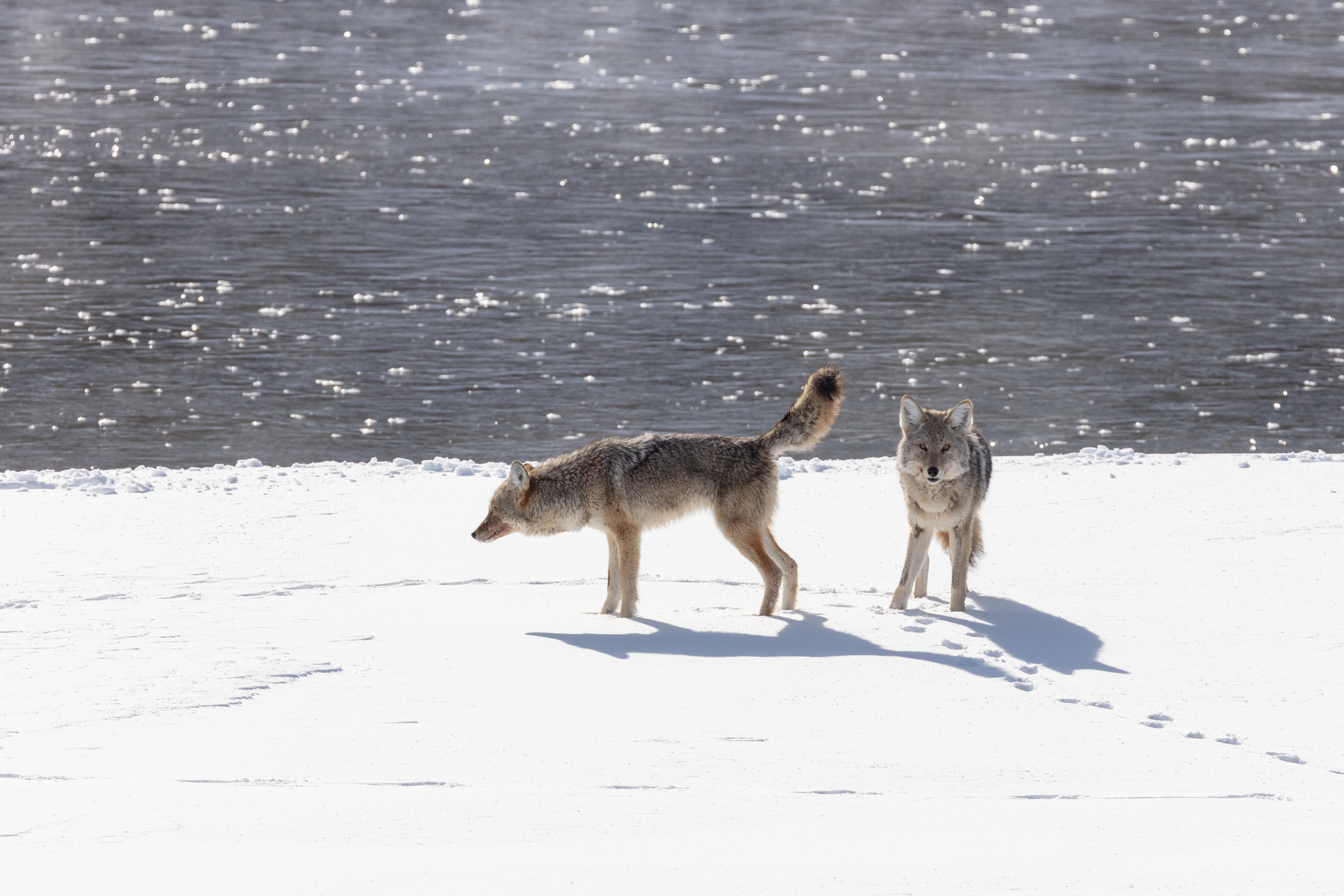 Two coyotes stand near one another with the tail up on one.