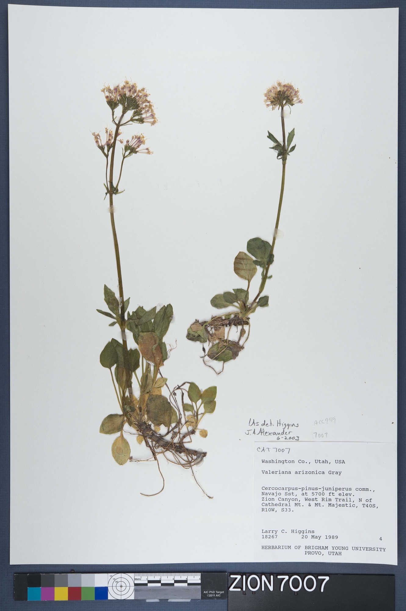 Herbarium Specimen Sheet 7007