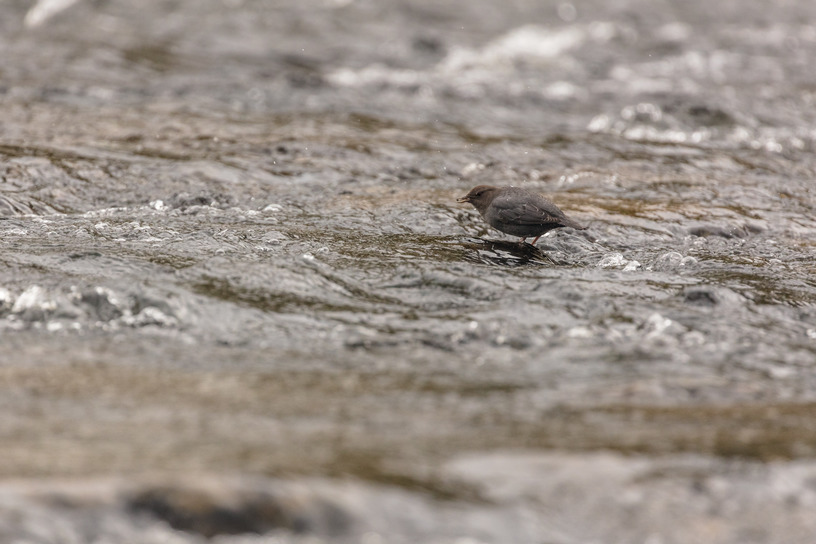 An American Dipper is standing in the water and has something small and dark in its beak.