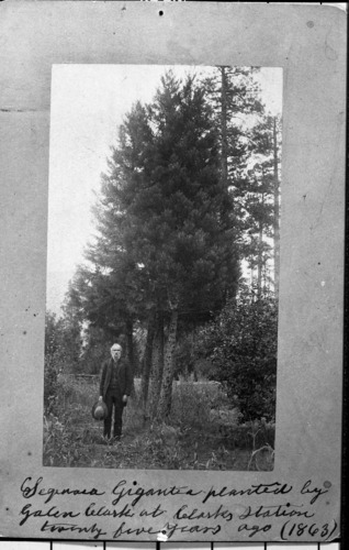 Galen Clark at Clark's Station. YNP Collection, Cat. #19,244. Copied by Michael Dixon, October 1980. George Fiske print.  Negative Number: RL-14,390 [and RL-2638]