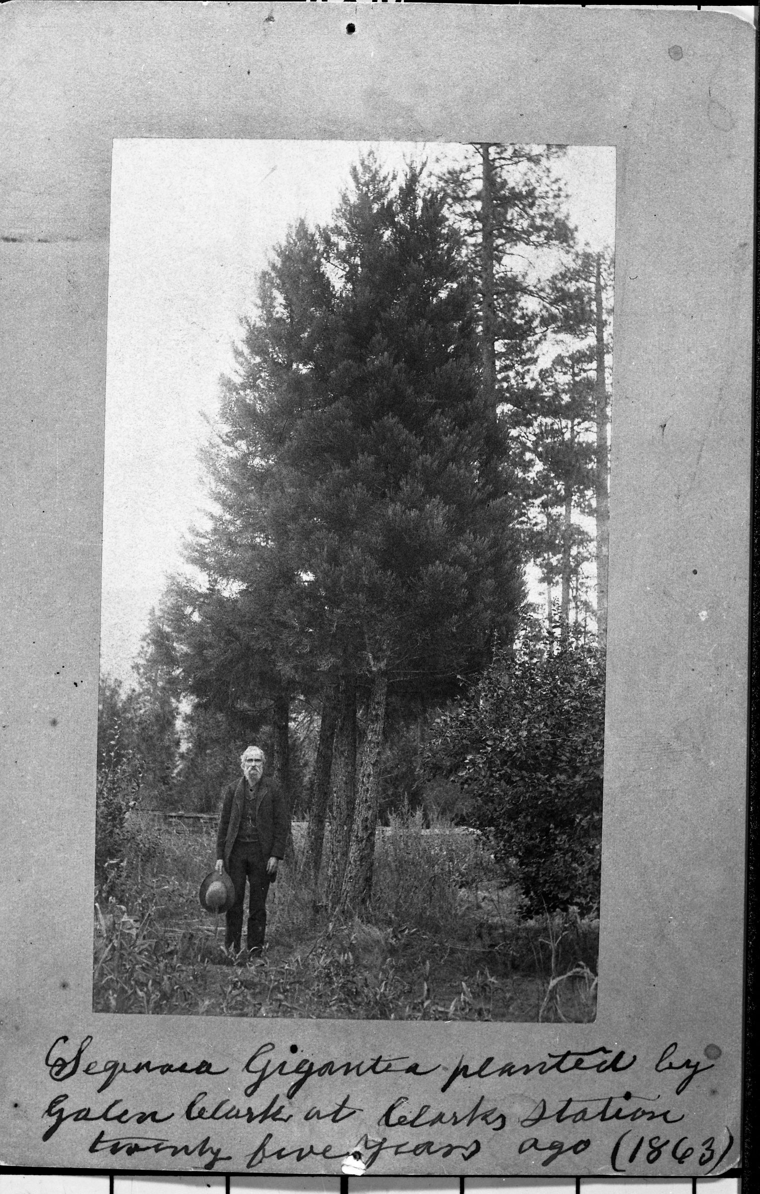 Galen Clark at Clark's Station. YNP Collection, Cat. #19,244. Copied by Michael Dixon, October 1980. George Fiske print.  Negative Number: RL-14,390 [and RL-2638]