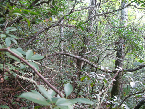 GRSM Accuracy Assessment. Plot Code: GRSM_AA_0631_3