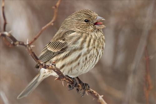 House finch and American goldfinch in Cuyahoga Valley National Park