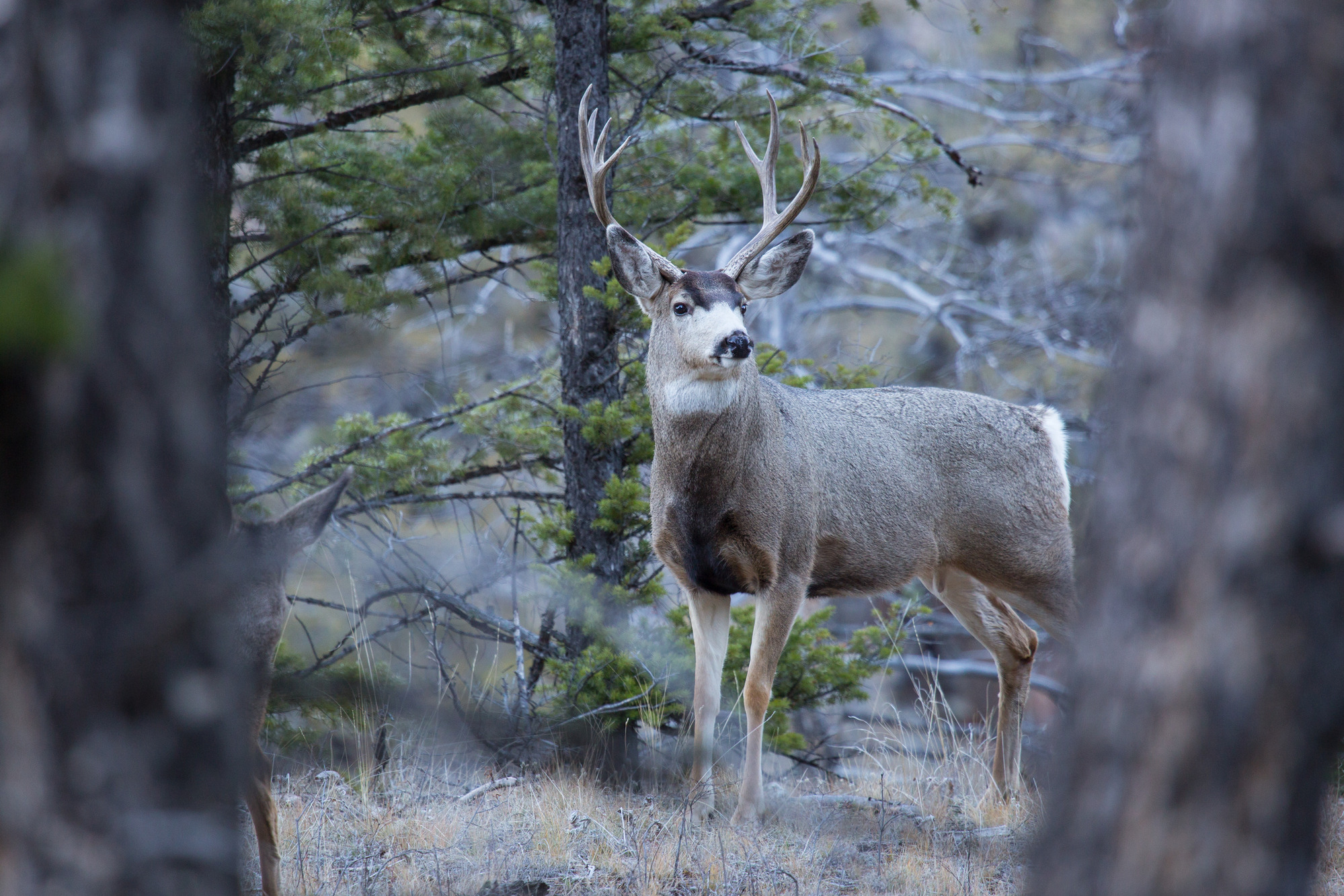 A buck stands in the forest looking to the side.