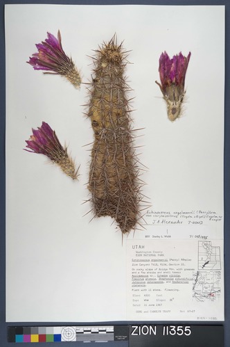 Herbarium Specimen Sheet 11355