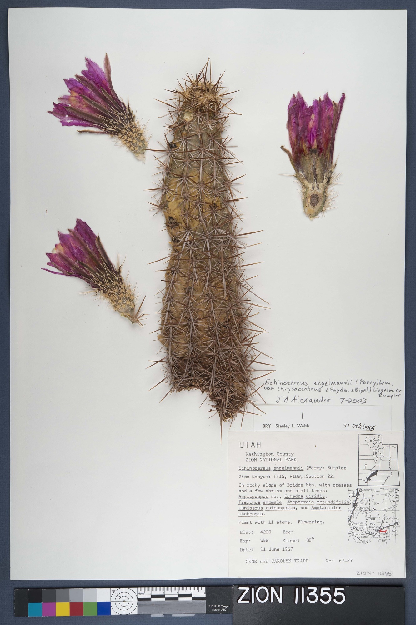 Herbarium Specimen Sheet 11355
