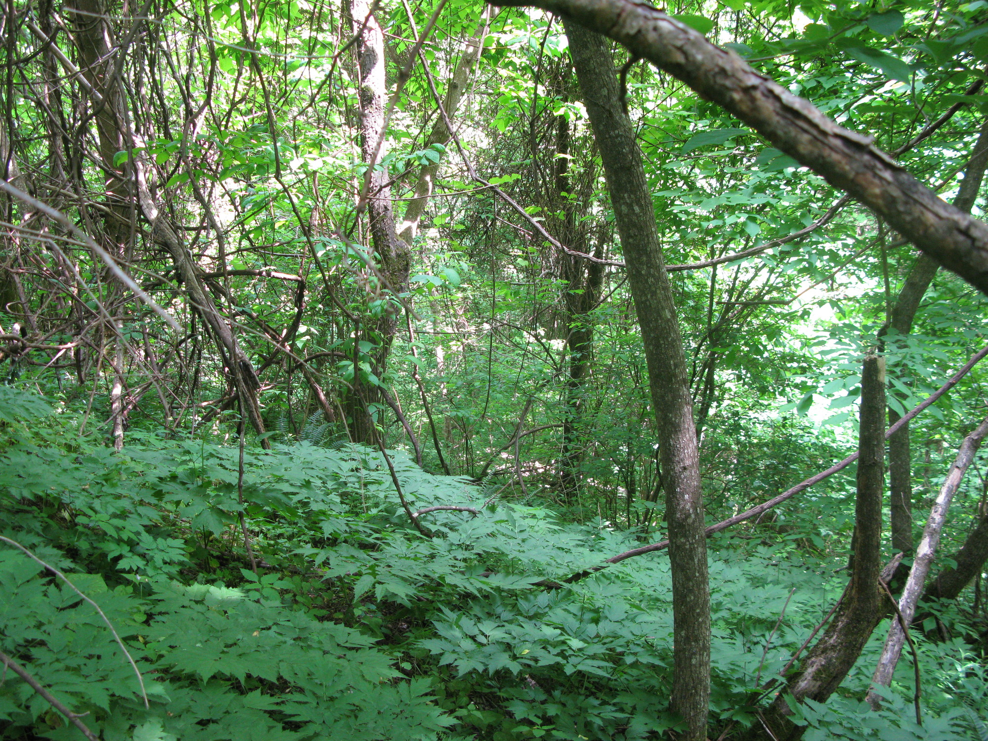 GRSM Accuracy Assessment. Plot Code: GRSM_AA_0735_2