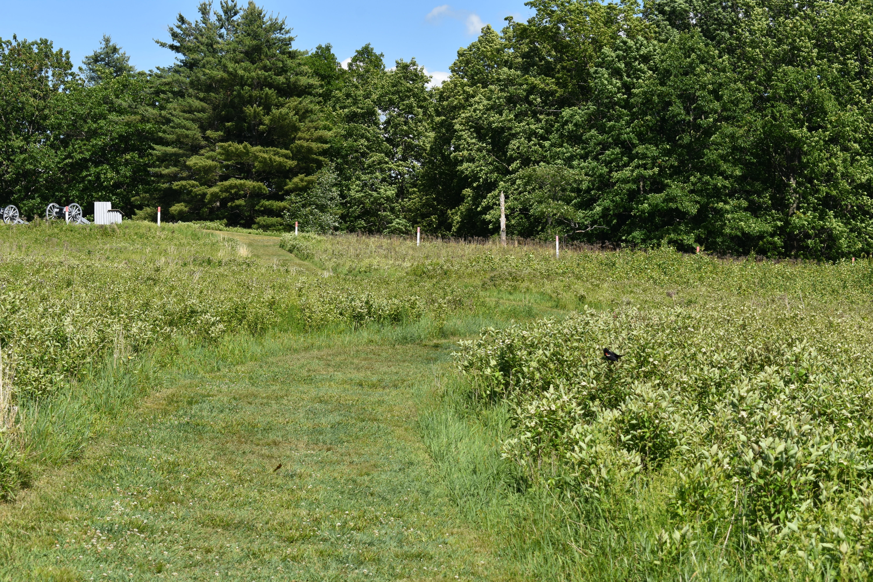 A red winged black bird sits near the Wilkinson trail, near tour road stop 7. 