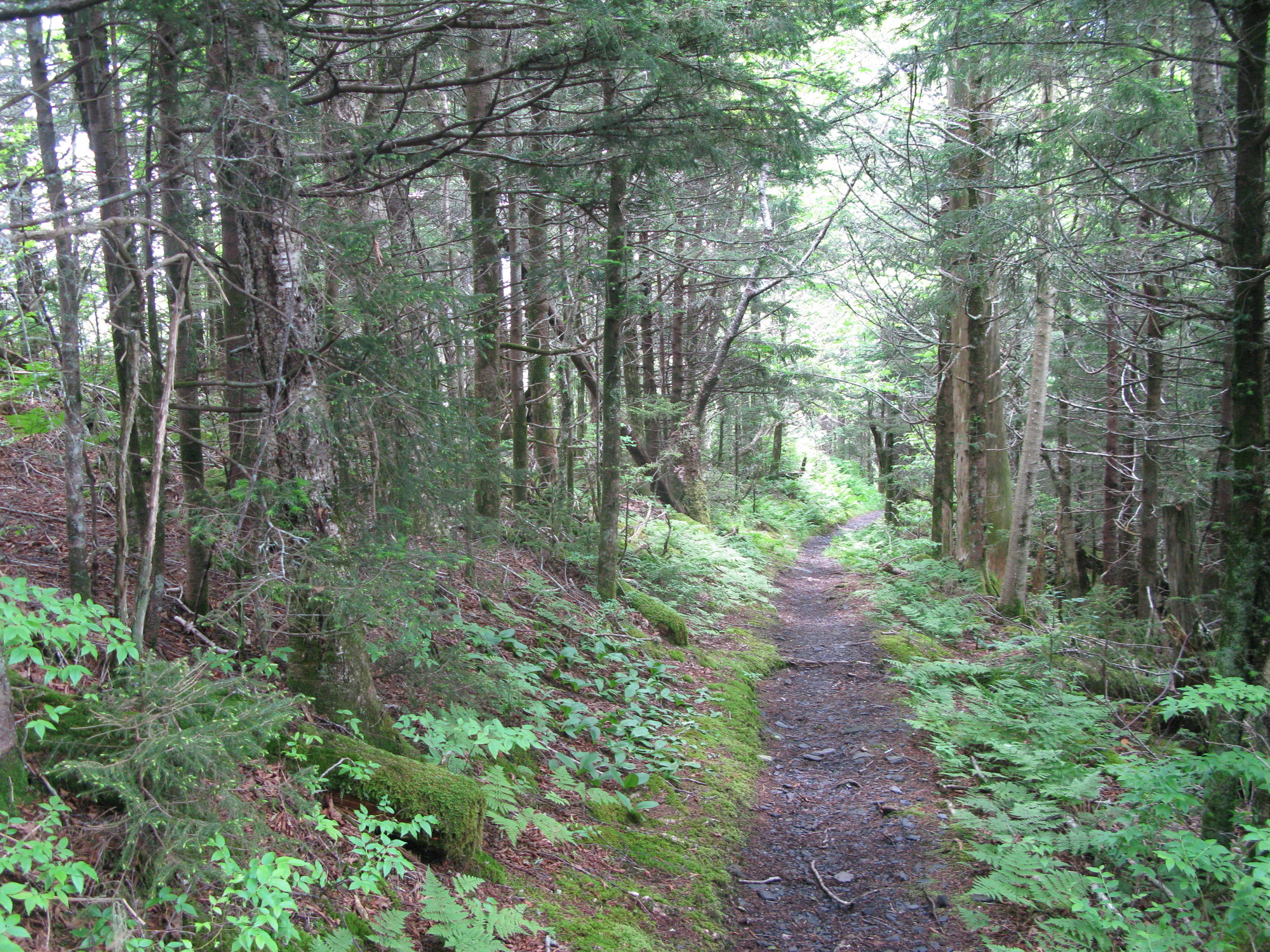 GRSM Accuracy Assessment. Plot Code: GRSM_AA_0547_3