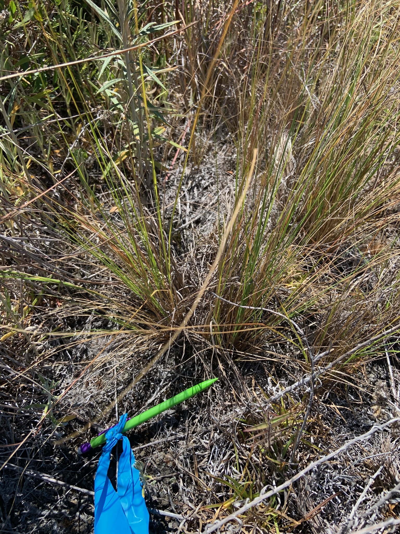 Photo of plant species Eragrostis curvula