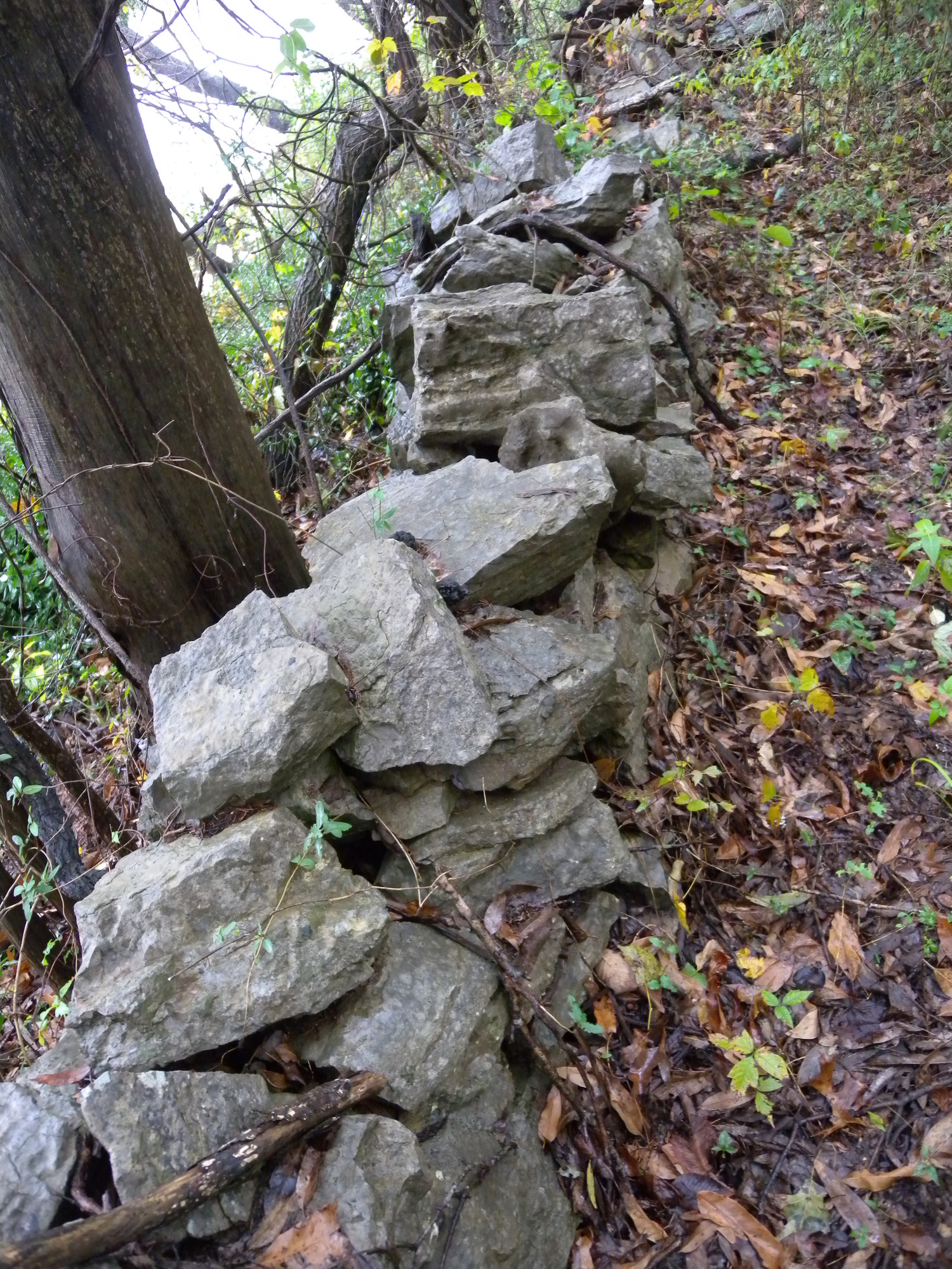 A stone wall in the woods.