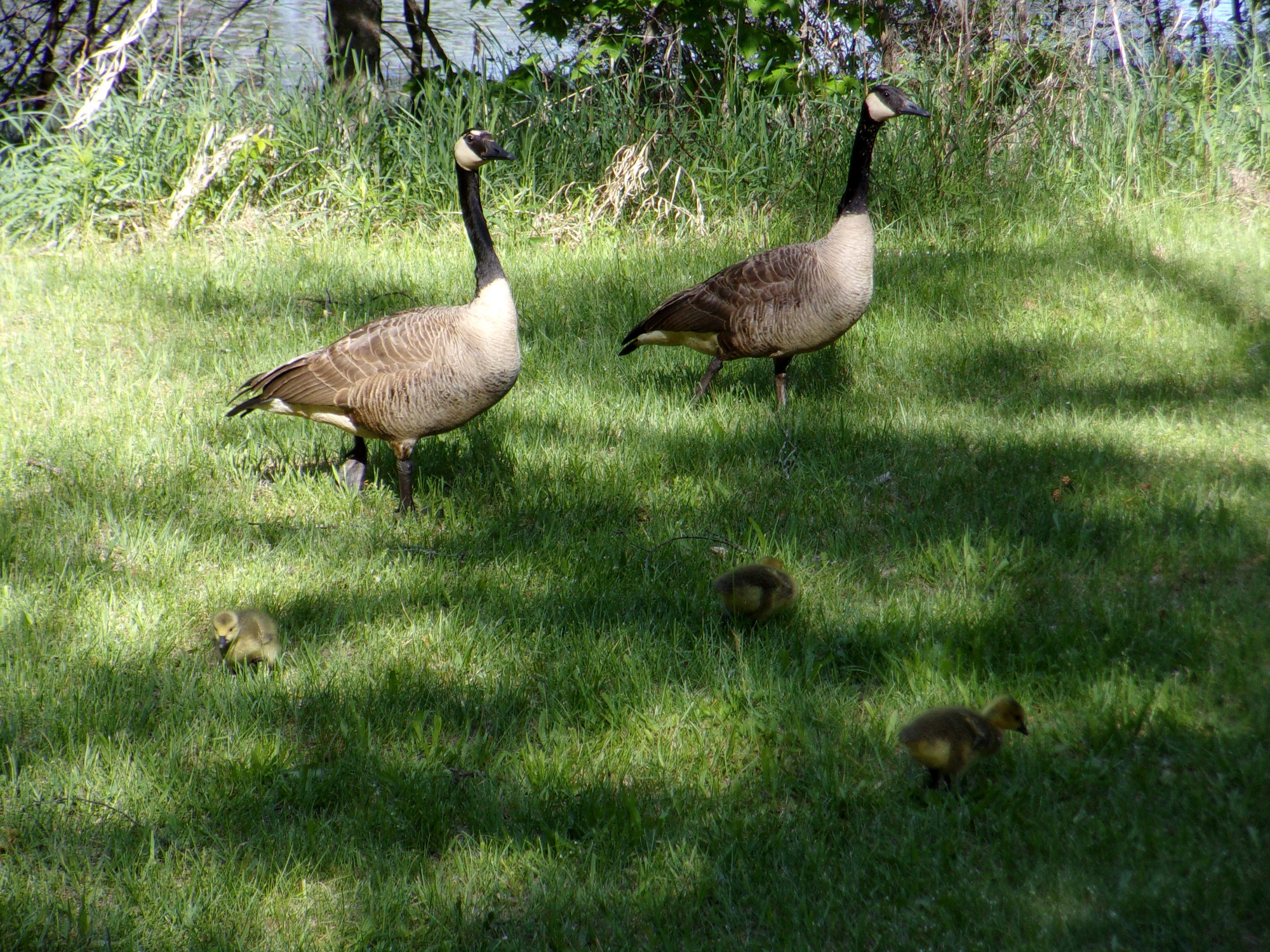Two adult Canada Geese with three goslings walking in the grass near a lake.