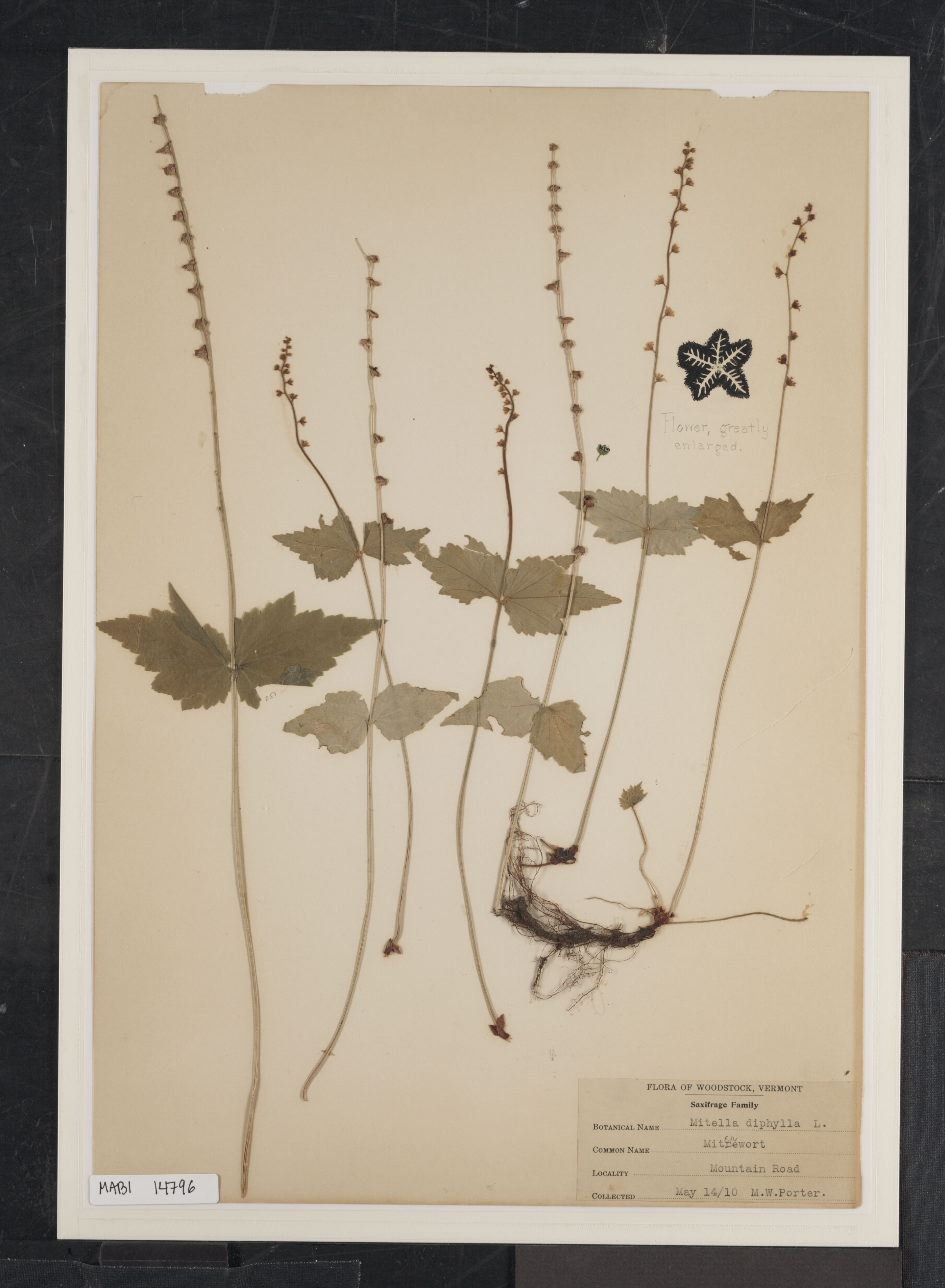 Preserved biological specimen on paper.