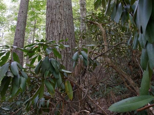 GRSM Accuracy Assessment. Plot Code: GRSM_AA_0779_3