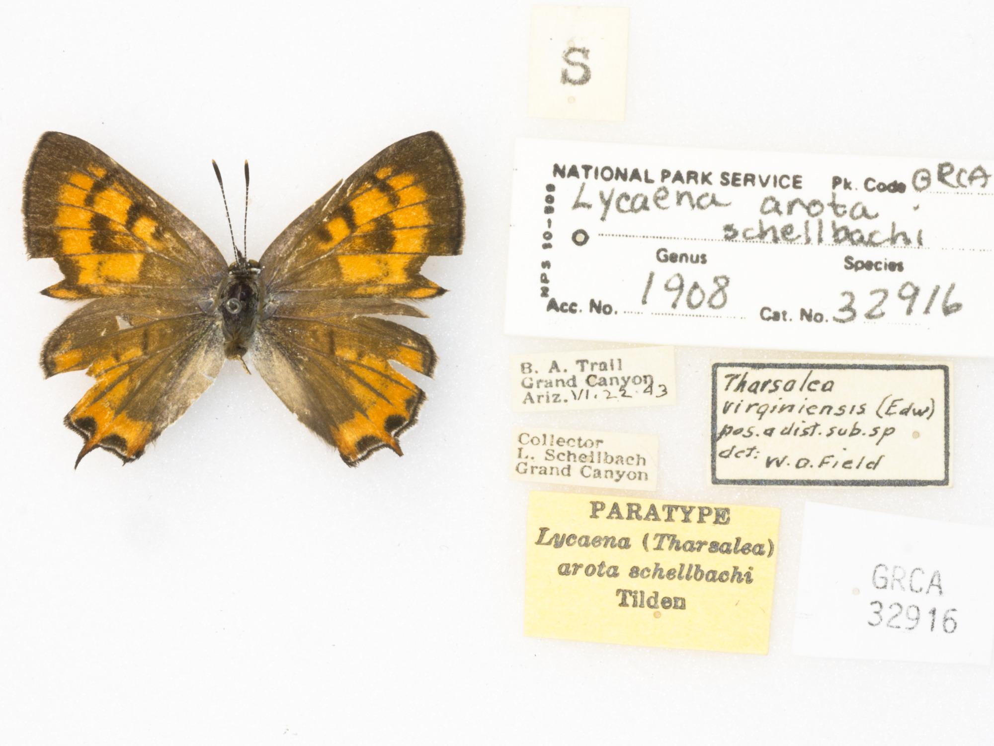 Tailed Copper, Lycaena arota schellbachi. Paratype des. Tilden. GRCA 32916. 22 June 1943. Bright Angel Trail, North Rim, Grand Canyon, Arizona. collector Louis Schellbach._5.JPG