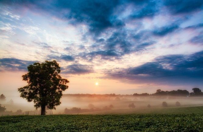 A field of soybeans along rolling foggy hills.