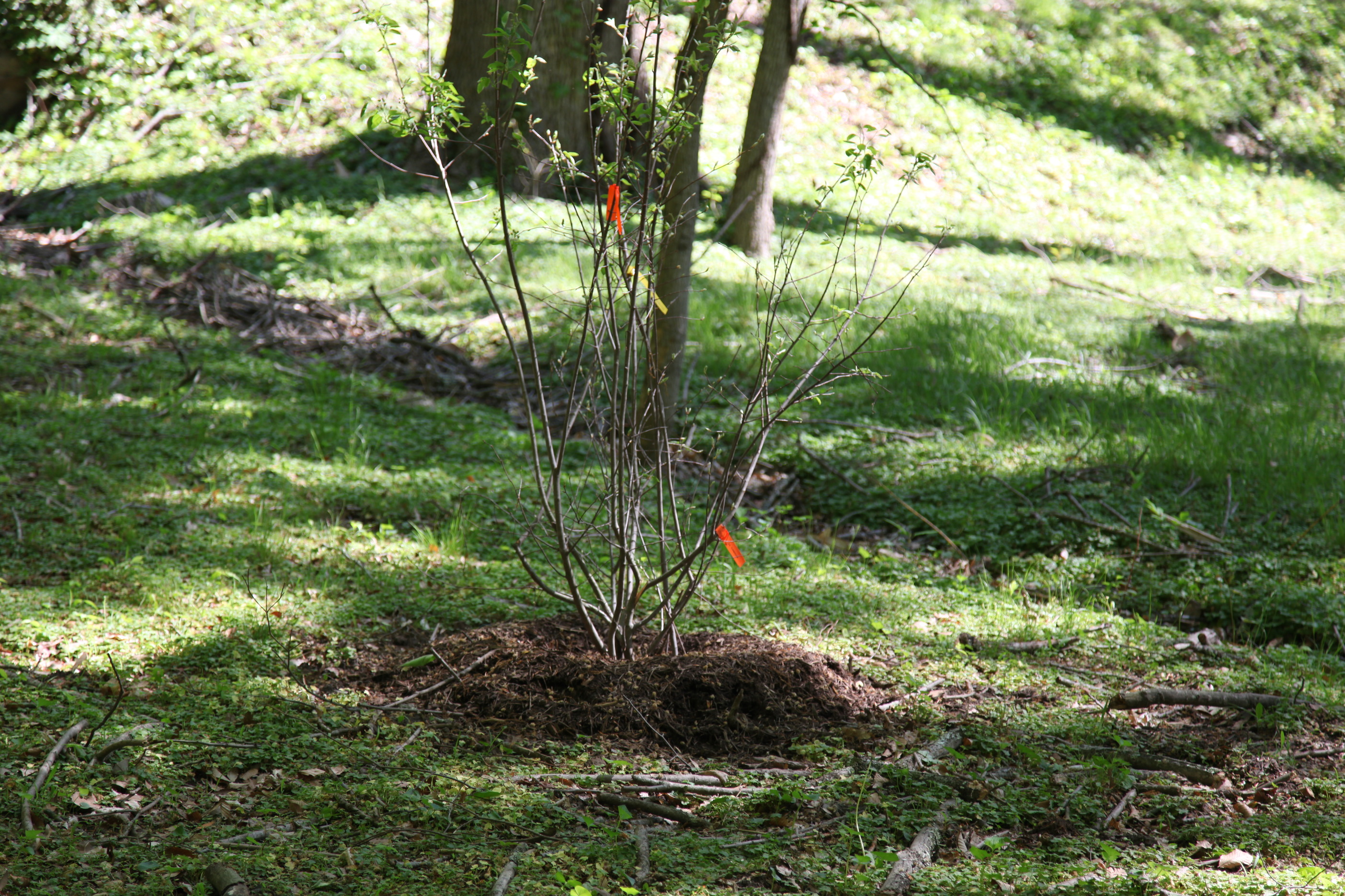 New plants along Beach Drive in Rock Creek Park