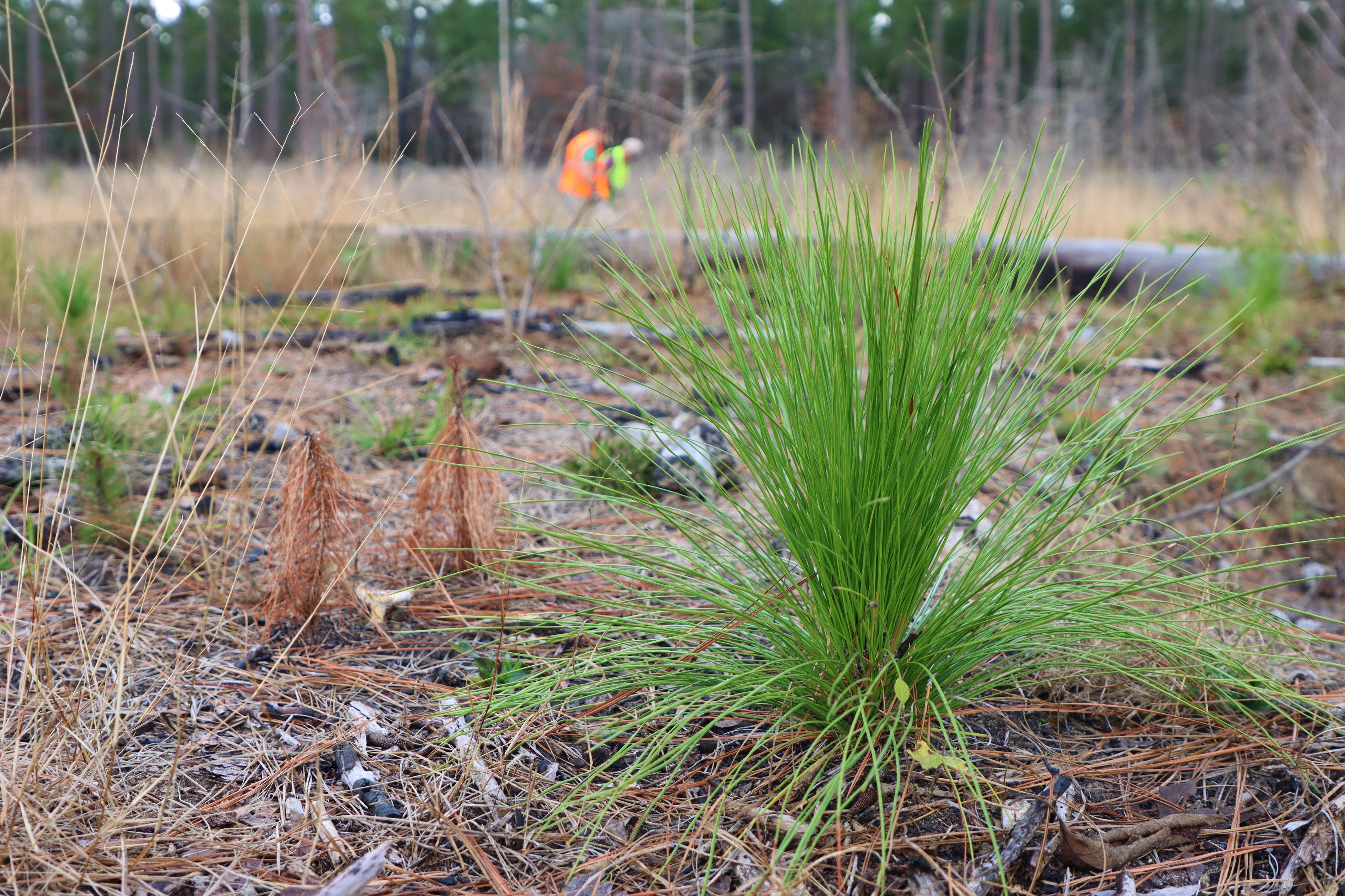 A grassy-looking longleaf pine seedling on the forest floor among pine needles with volunteers in the distance
