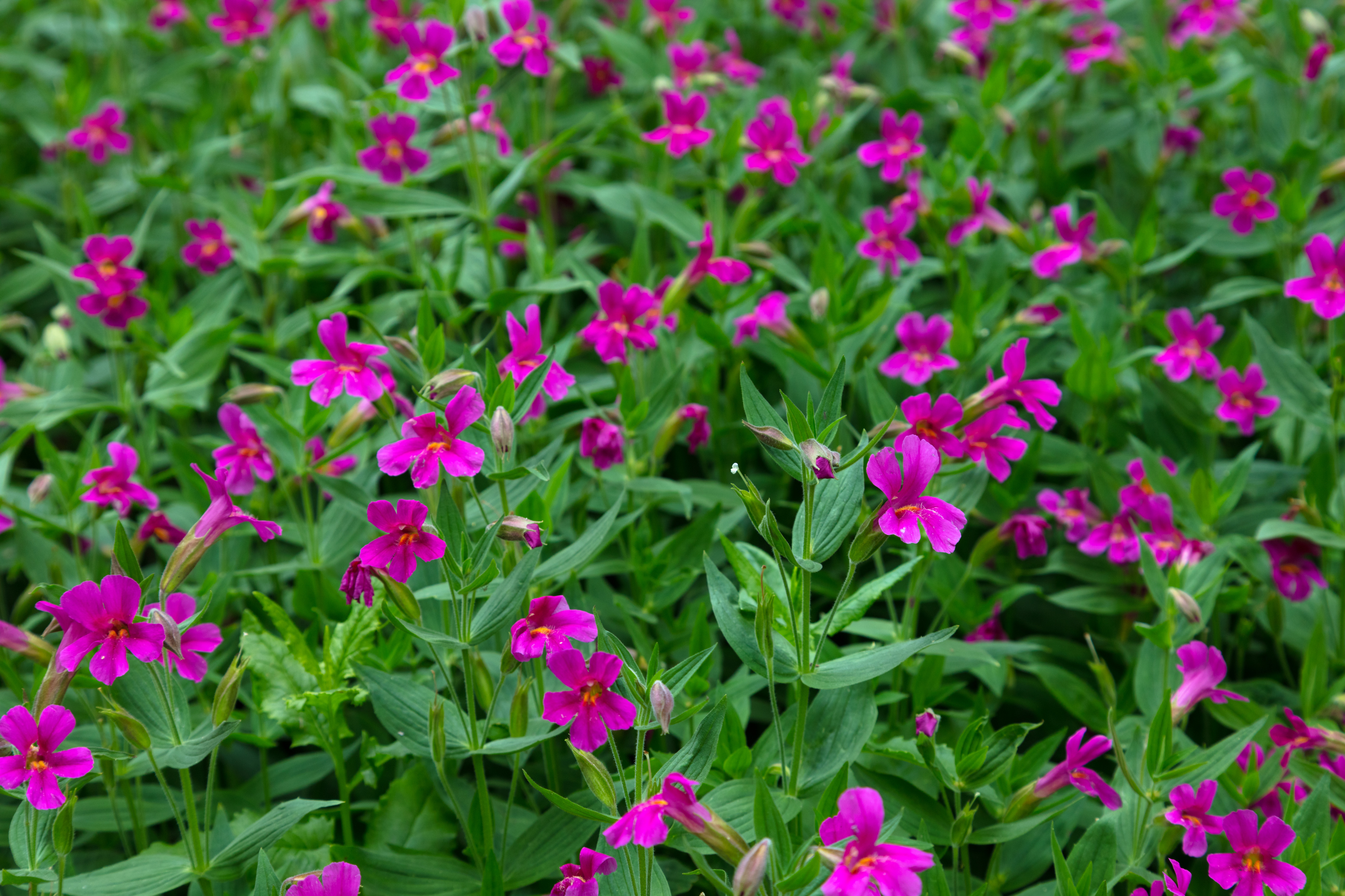 Many pink five petaled flowers with the greenery below.