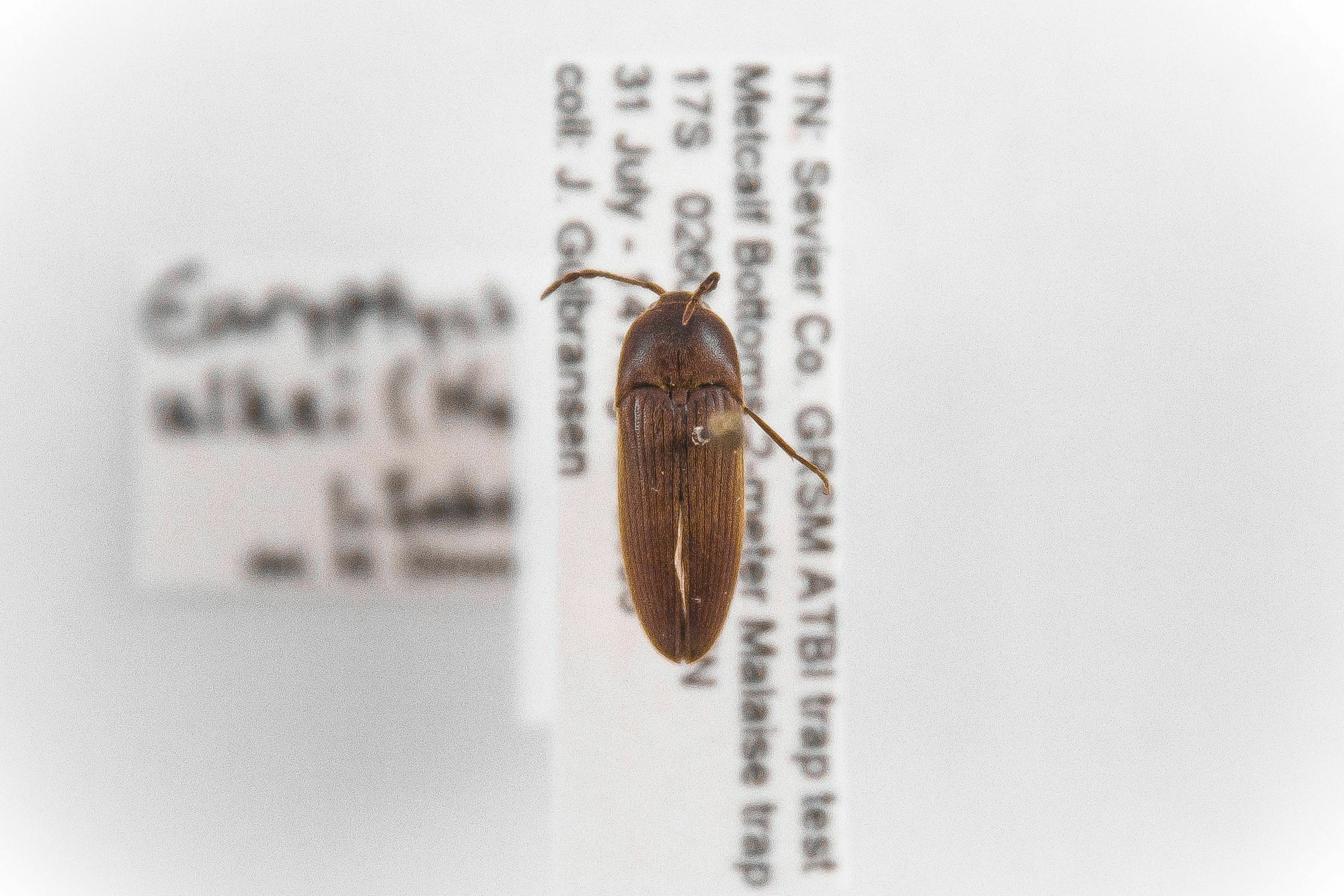 Image of Euryptychus ulkei, a species of Animalia