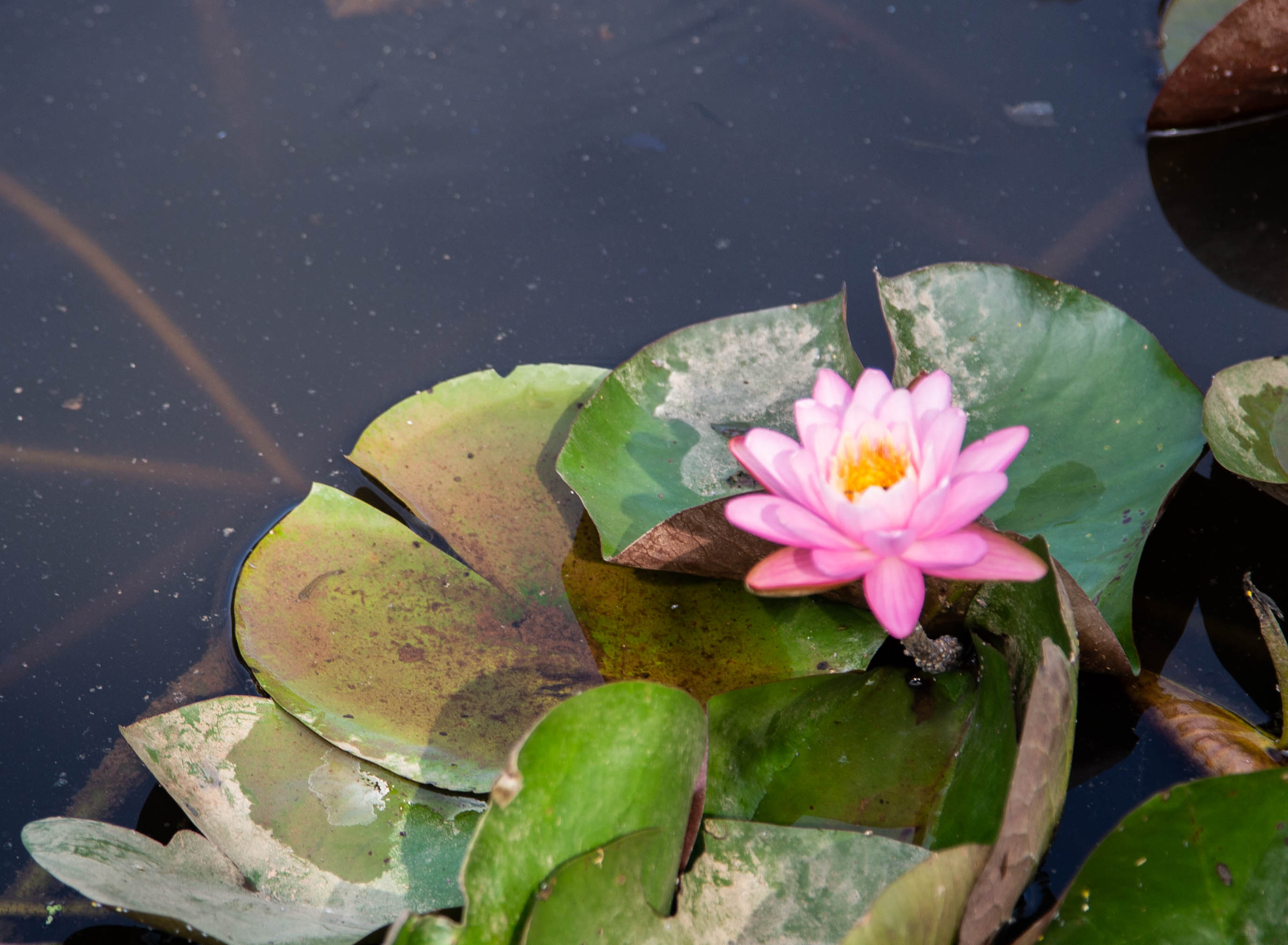 Pink water lily flower