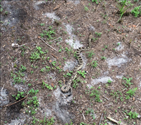 Easter diamondback rattlesnake (Crotalus adamanteus), Gulf Islands National Seashore, 2015.. This pit viper is found in the southeastern part of the country and is actually the heaviest venomous snake in the Americas. Because of its size, it is able to eat prey as large as fully grown cottontail rabbits! Maybe even more amazing, these excellent swimmers have been seen swimming miles away from land to reach barrier islands off the coast of Georgia, the Gulf of Mexico and even in the Florida Keys.