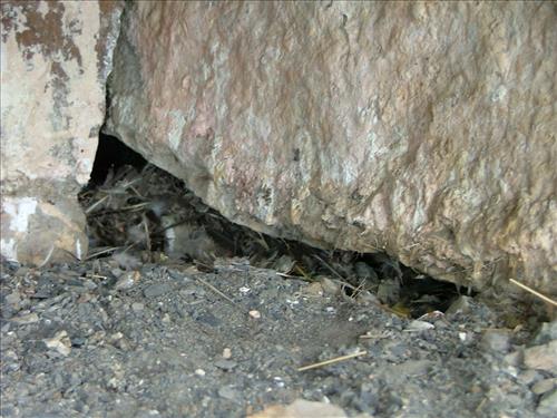 22 Yukon-Charley Rivers National Preserve Peregrine Falcon Survey July 2006