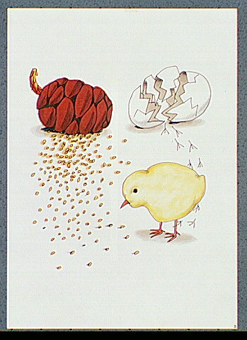 A chicken hatched from its egg with a pine cone showing loosed seeds.