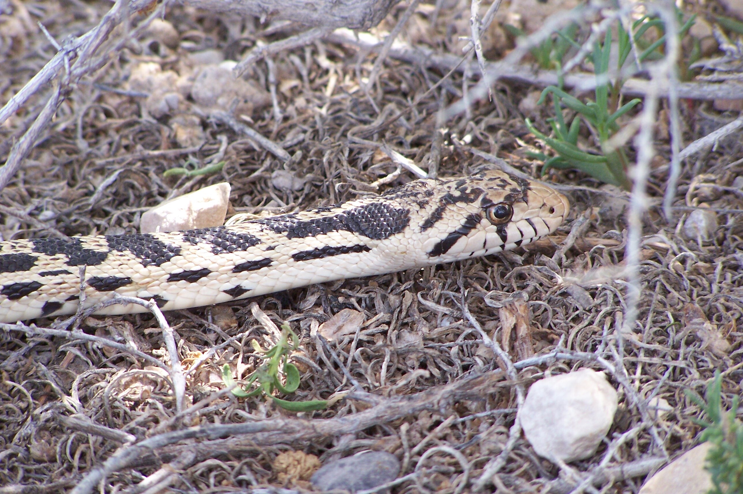 A close-up of the head of a pale yellow snake with golden brown eyes, round pupils, and black markings slithers beneath a tree. 