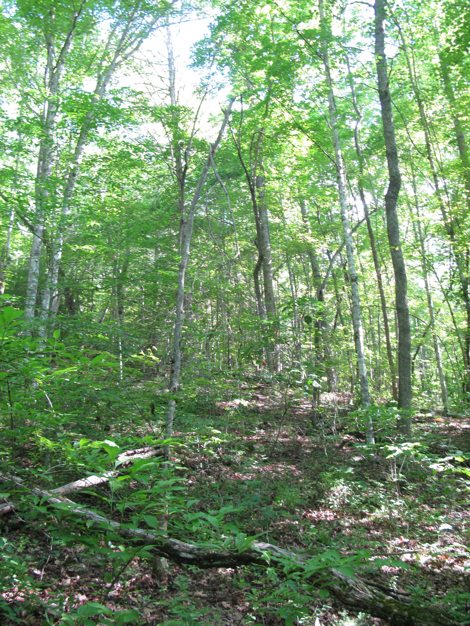 GRSM Accuracy Assessment. Plot Code: GRSM_AA_0108_2