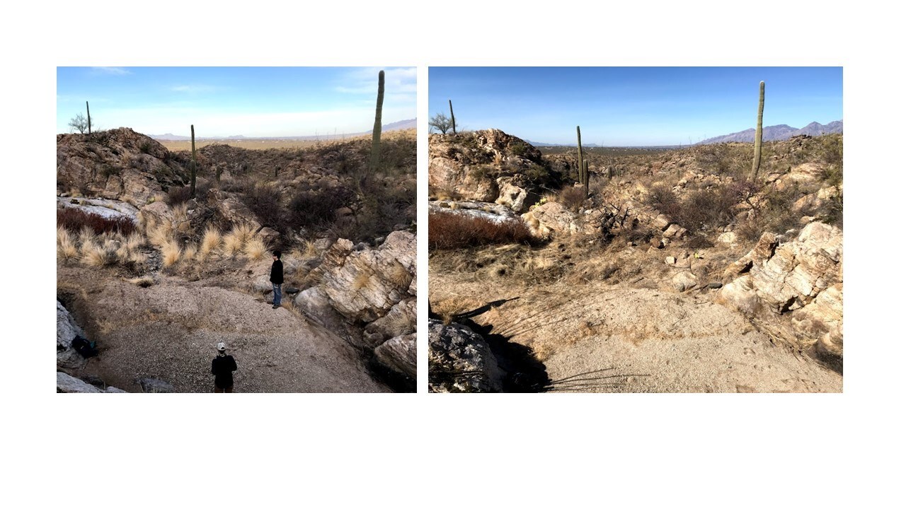 Before and after photos from a fountain grass pull in 2020