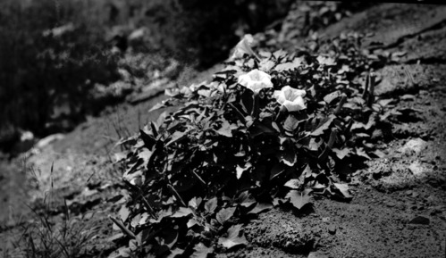 Sacred datura (Datura meteloides).