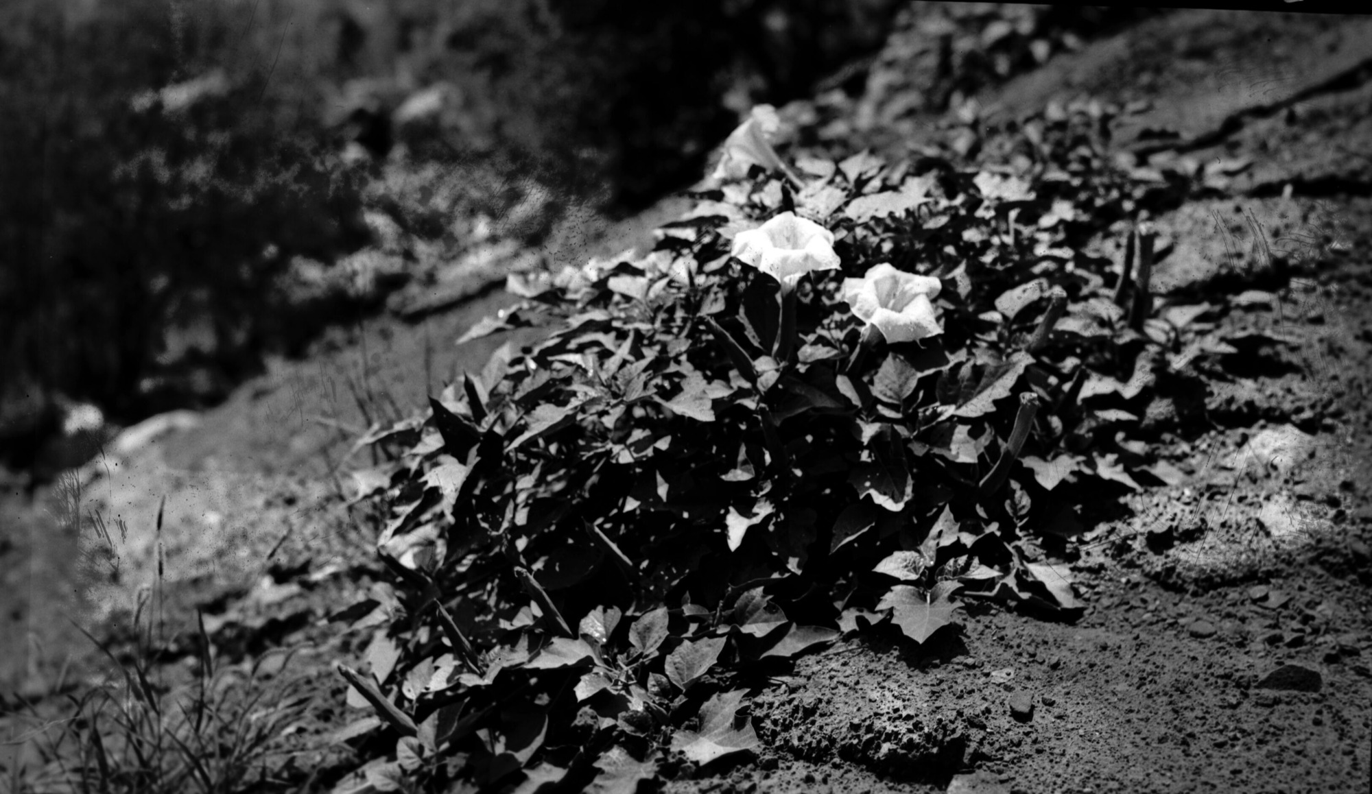 Sacred datura (Datura meteloides).
