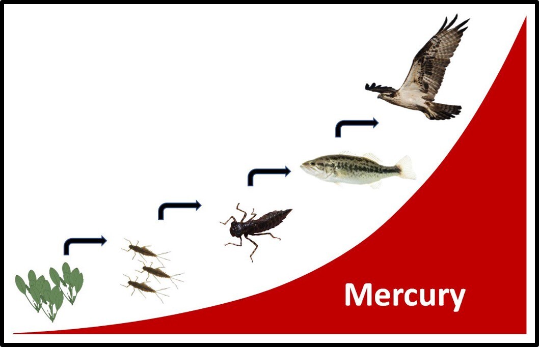 Mercury levels increase exponentially up the food-web as algae are eaten by small invertebrates which are eaten by larger invertebrates (such as dragonfly larvae) which are eaten by fish and other higher order predators.