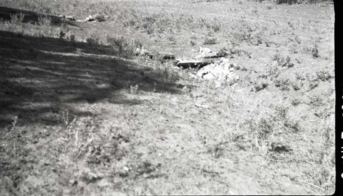 Small log check dams.