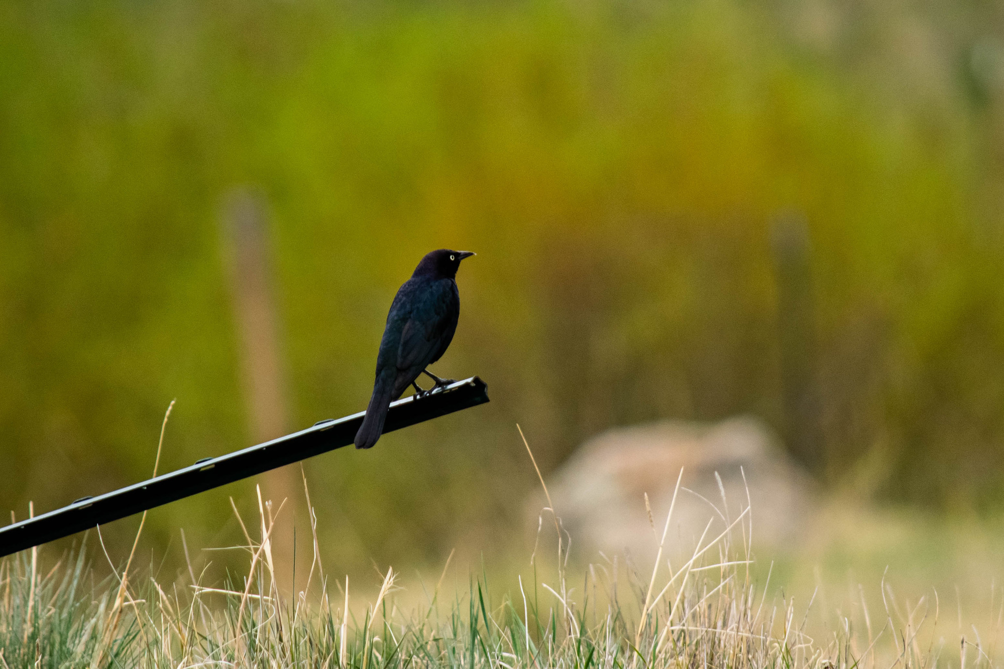 A black bird looks to the right and sits on a broken black pole which juts out almost horizontally to the frame.