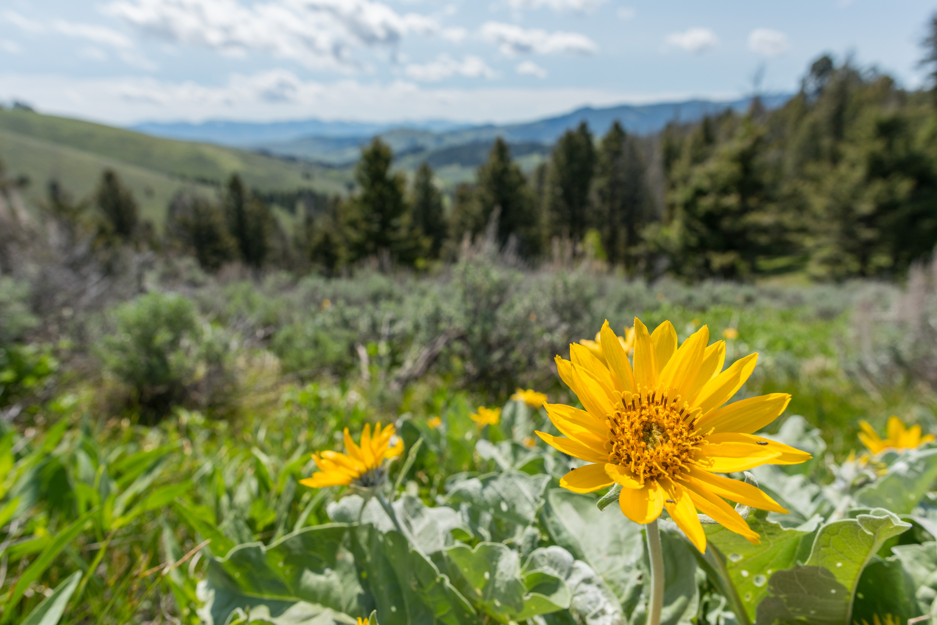 Yellow wildflowers bloom in the foreground. In the background a valley of conifer forest, mountains and clouds