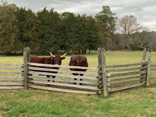 Two Devon cows in pasture with one facing camera and the other's backside facing the camera; standing beside a fence