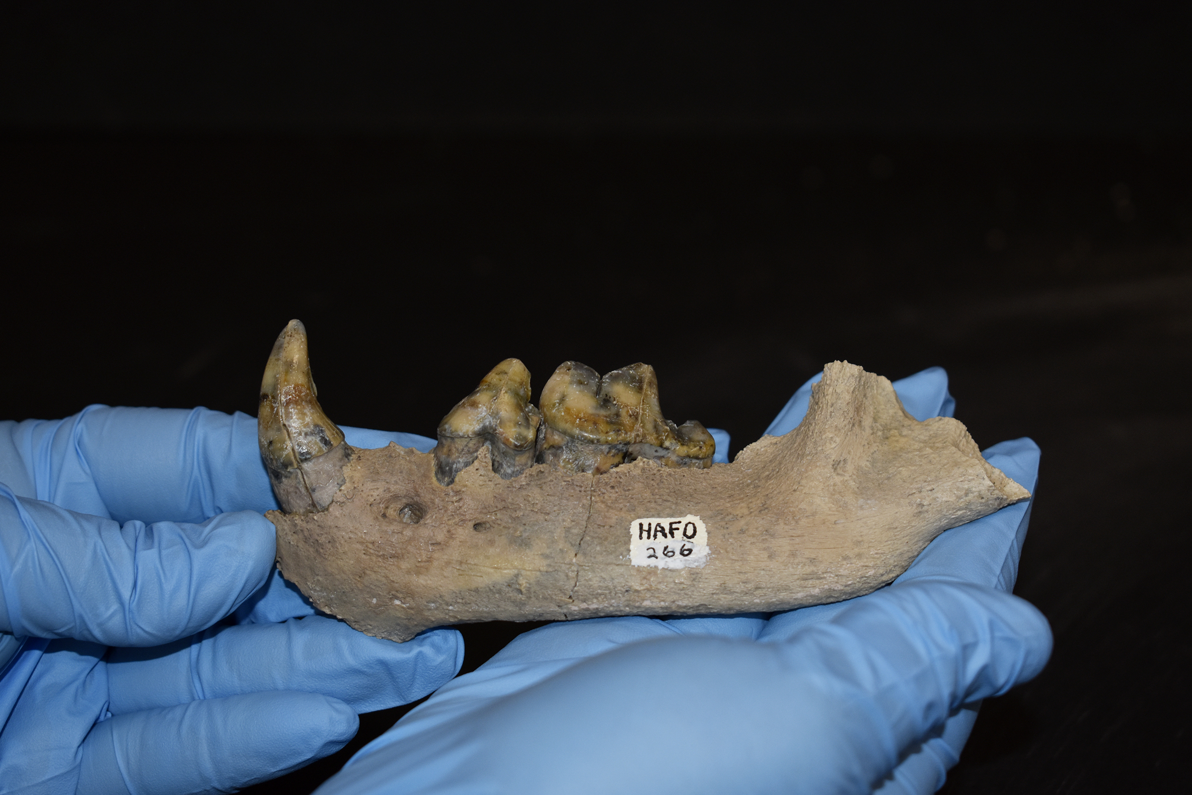 Fossil jaw of a dog-like predator, held in blue-gloved hands, photographed on a black background. The short and sturdy jaw has the appearance of brown, weathered rock, with two sharp, ridged molars and a large pointed incisor. A catalog number on the jaw reads, "HAFO 266."