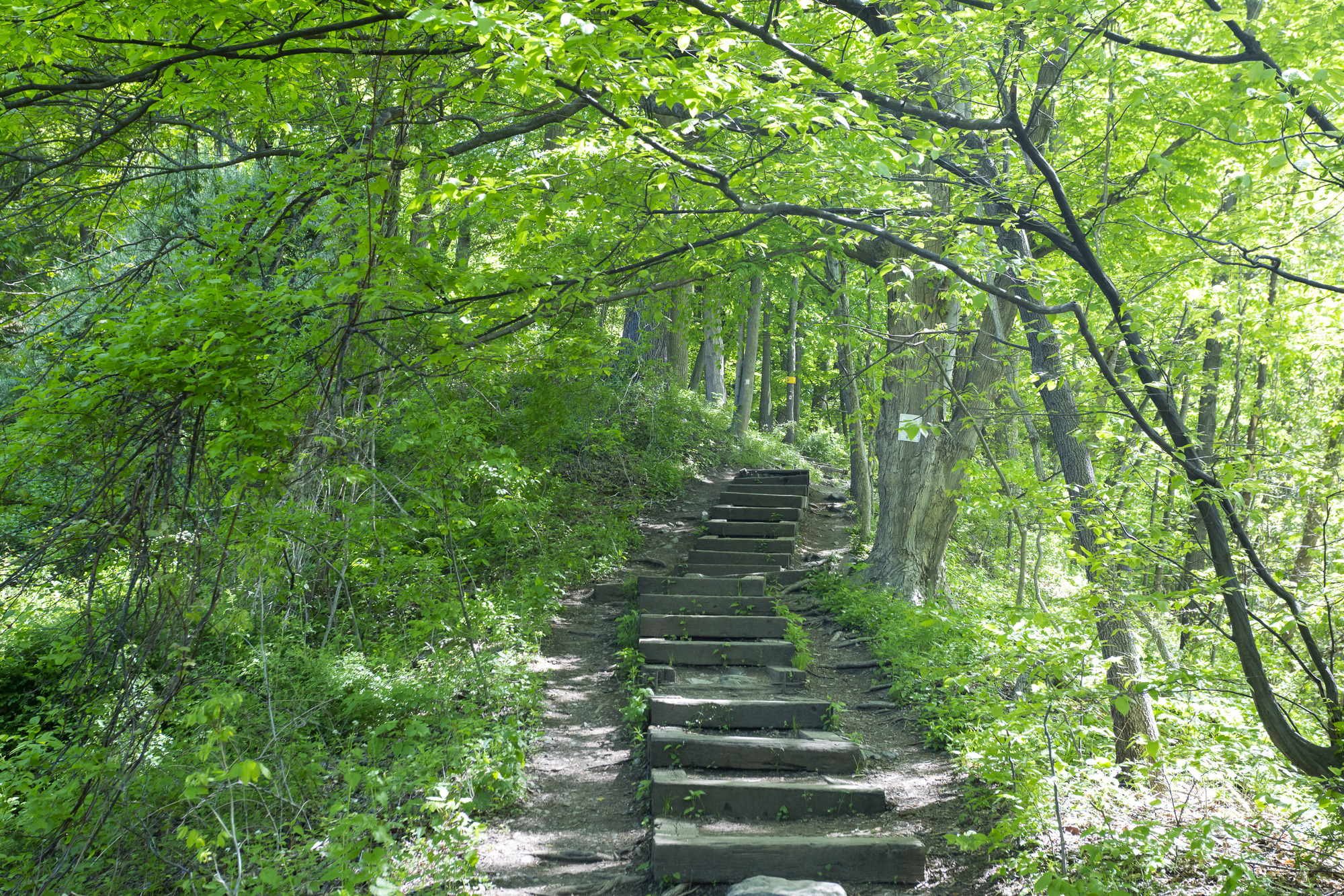 A series of wooden steps flanked on both sides by thick foliage head up and to the right slightly mark the beginning of the Red Dot Trail at Mount Tammany