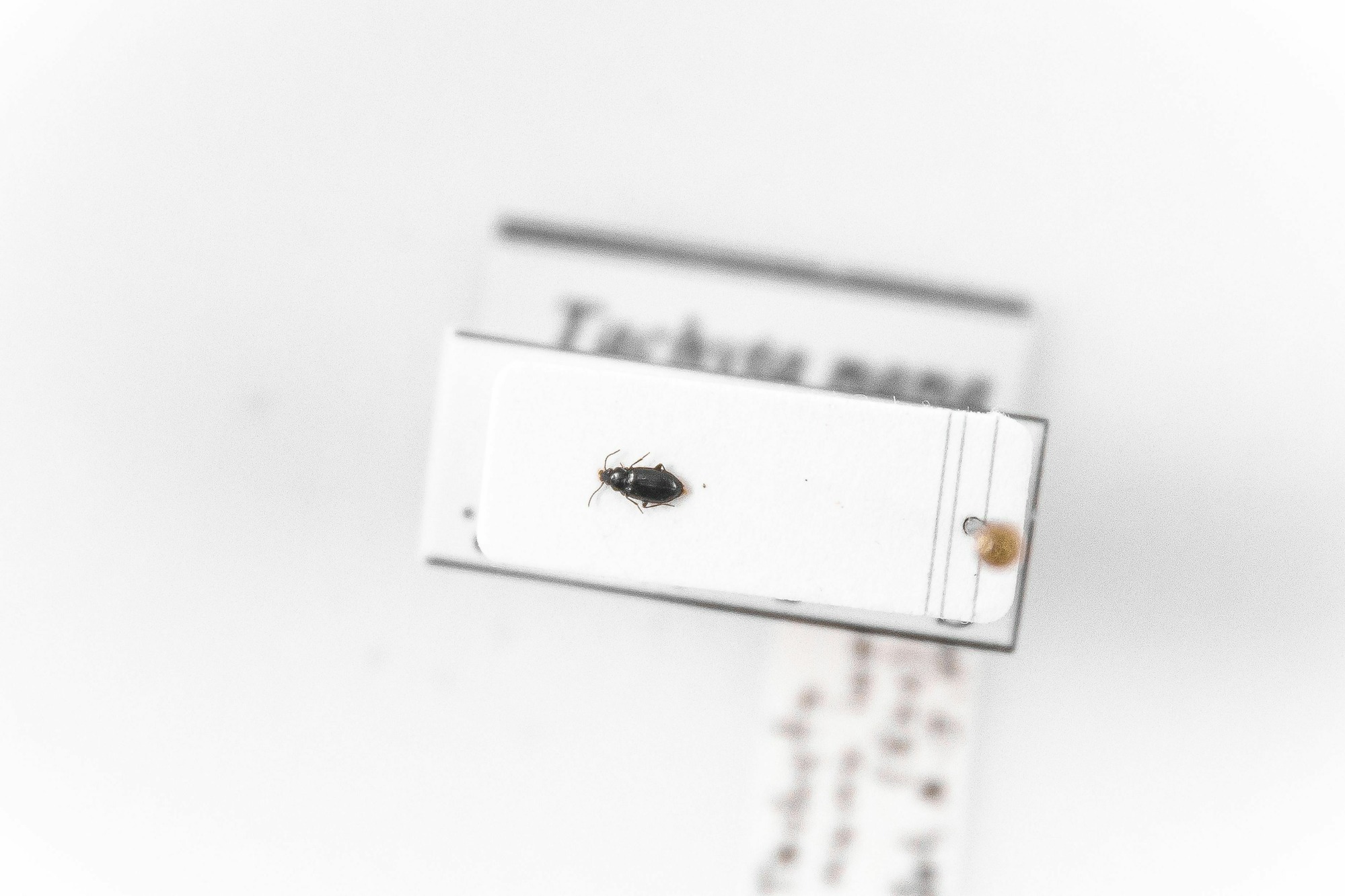 Image of Tachyta nana inornata, a species of Animalia