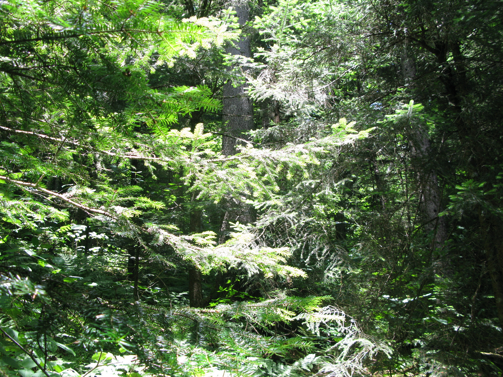 GRSM Accuracy Assessment. Plot Code: GRSM_AA_0928_2