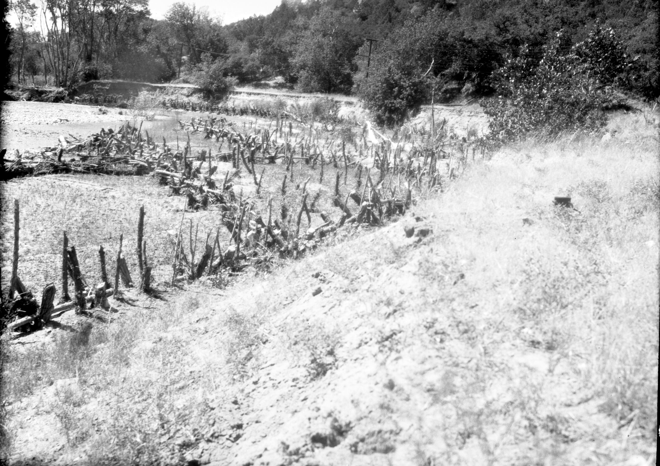 Willow 'spider' jetties, opposite Wiley camp drainage. Survival poor due to heavy deer browsing; endured severe floods.