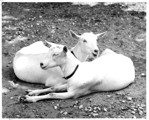 Two white goats