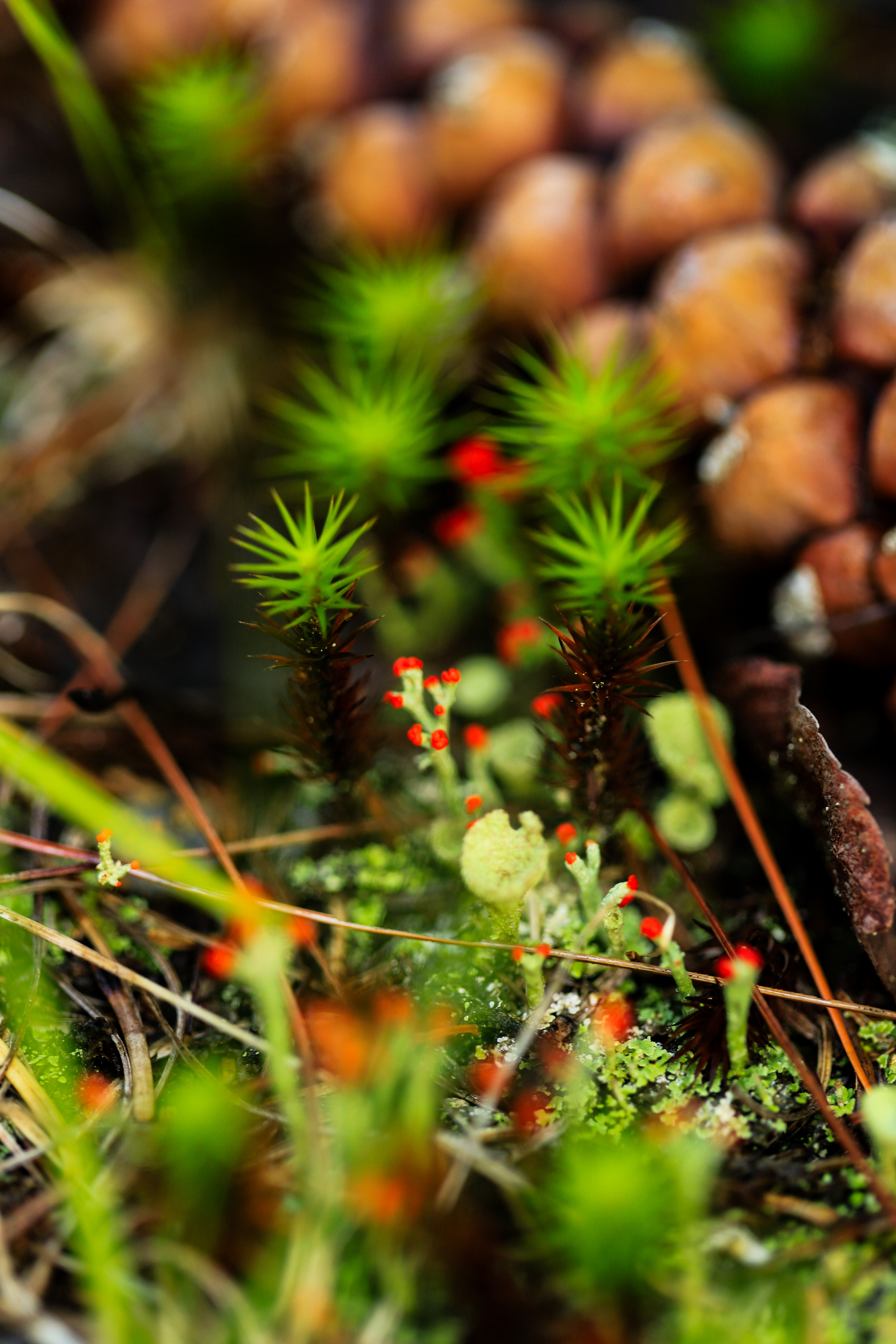 Different types of lichen growing near a pinecone 