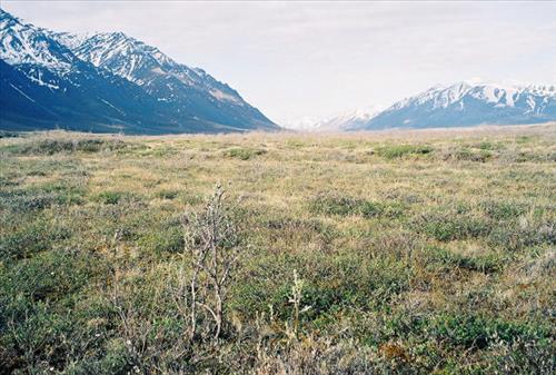 1 Gates of the Arctic National Park and Preserve Itkillik Birds June 2006