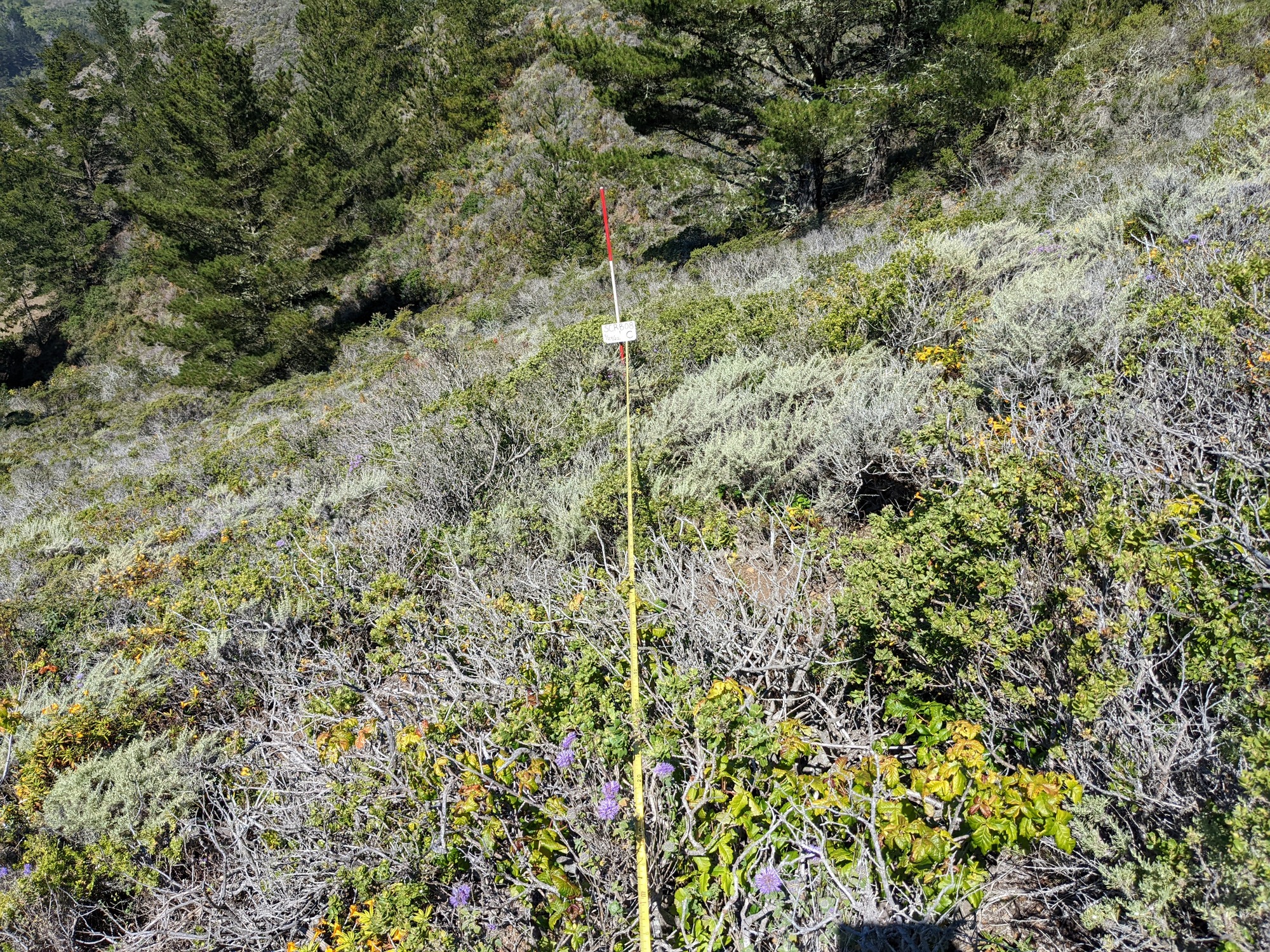 Eye-level view from the center point of a plant community monitoring plot