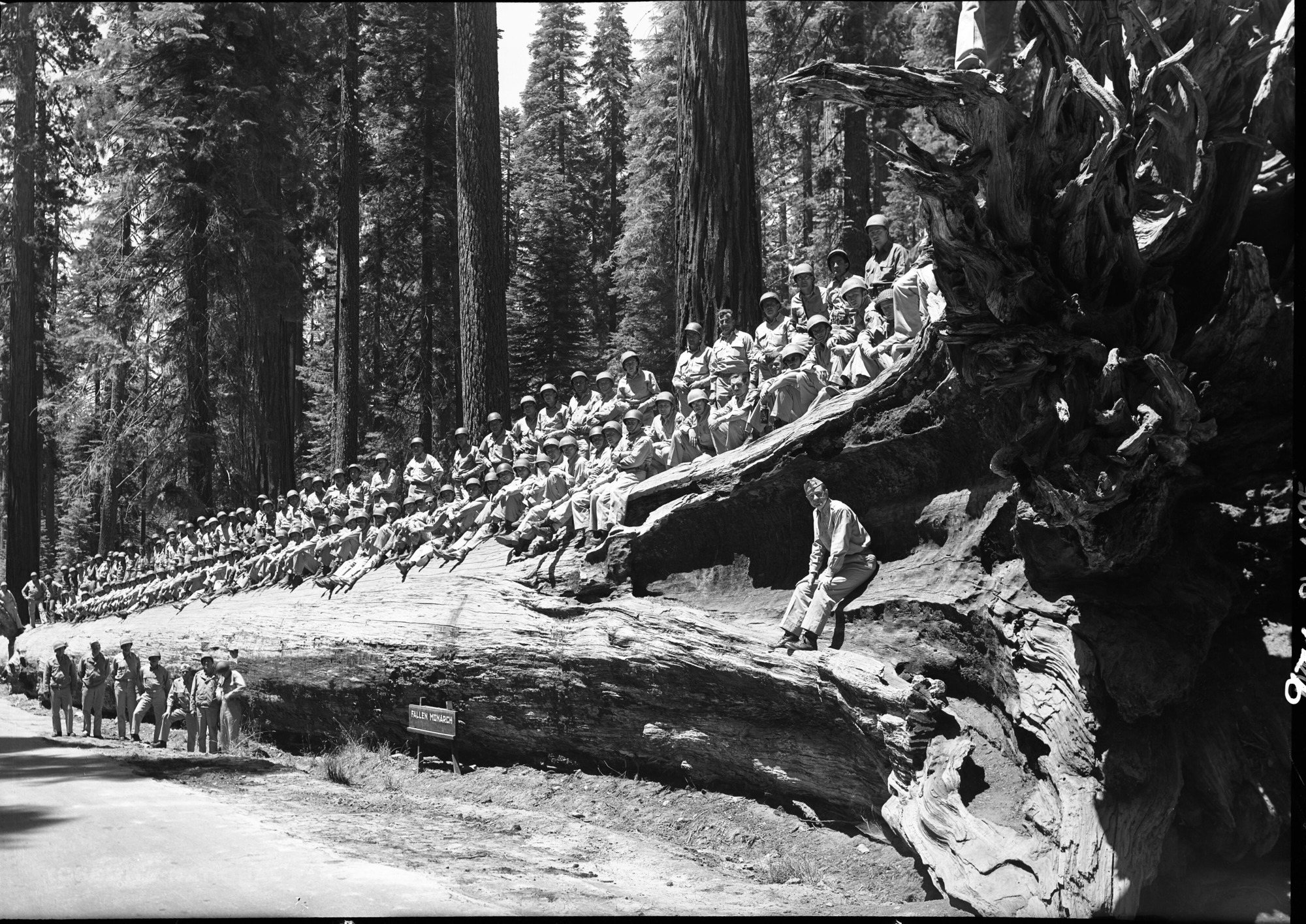 604th Ordnance Co. from Fort Ord. Major Robins in charge, posed on Fallen Monarch in Big Trees.