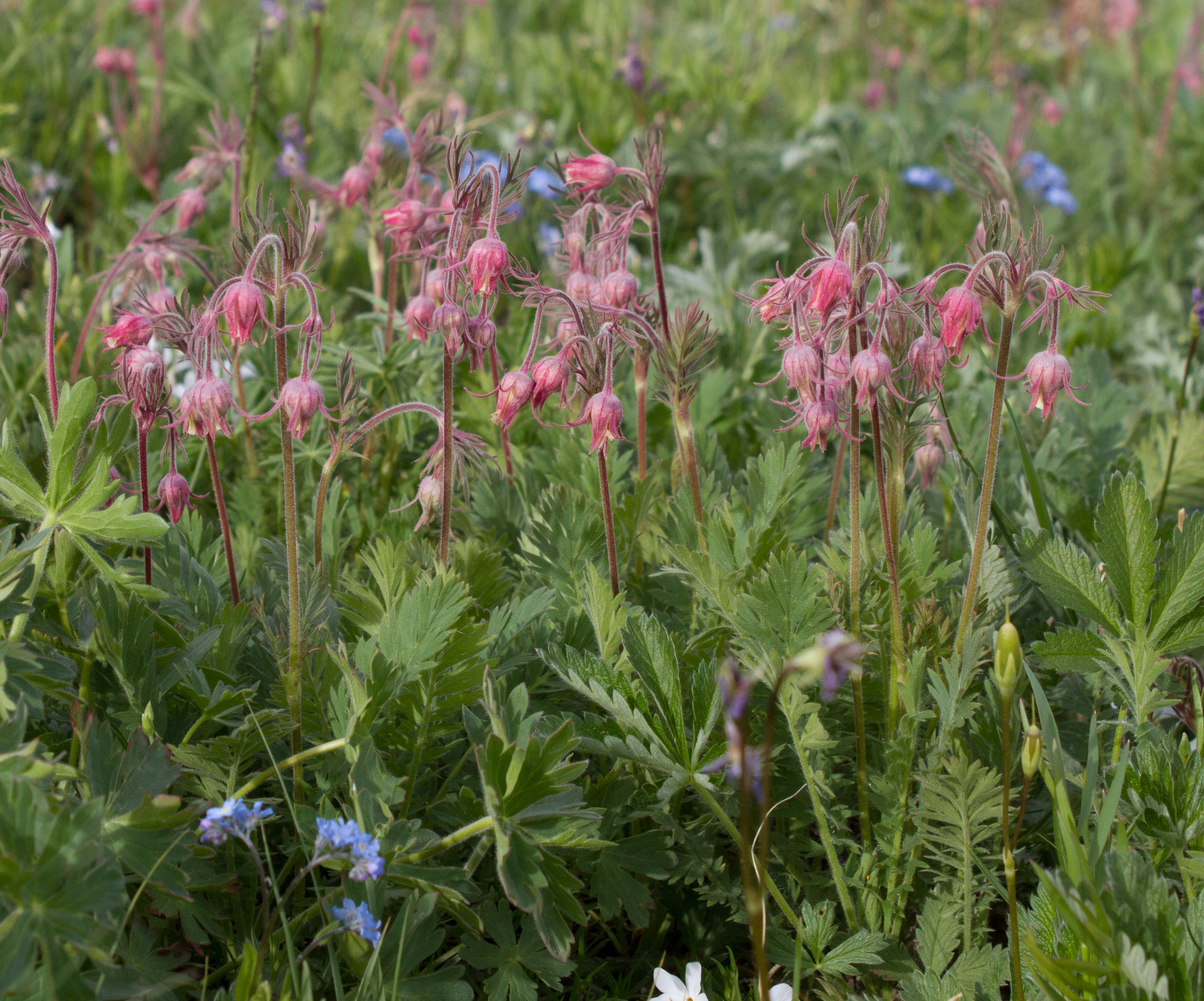 Cluster of pink nodding flowers with a lot of greenery on the ground.